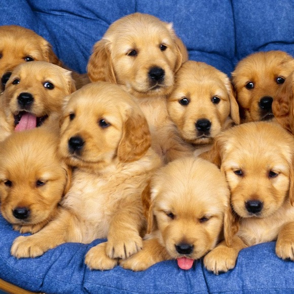 Meet your Posher, Lucy - Picture 1 of 1